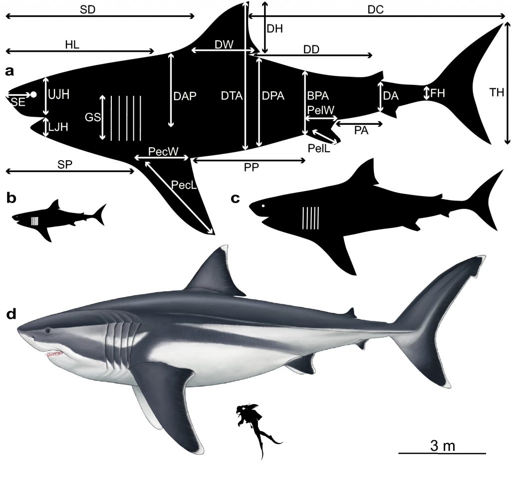 Modelos de silueta que visualizan las dimensiones corporales del extinto Otodus megalodon, según extrapolaciones a diferentes longitudes totales. (ilustración de Oliver E. Demuth).