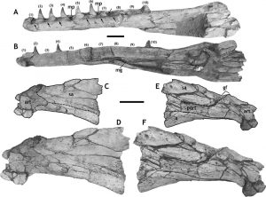 Cráneo de Gavialimimus almaghribensis