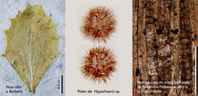 Los autores investigaron el registro fósil (polen, hojas y madera