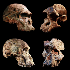 Los cuatro cráneos encontrados en SudáfricaJason Heaton/ Ronald Clarke