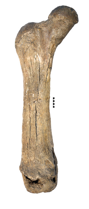 Un fémur de mastodonte.