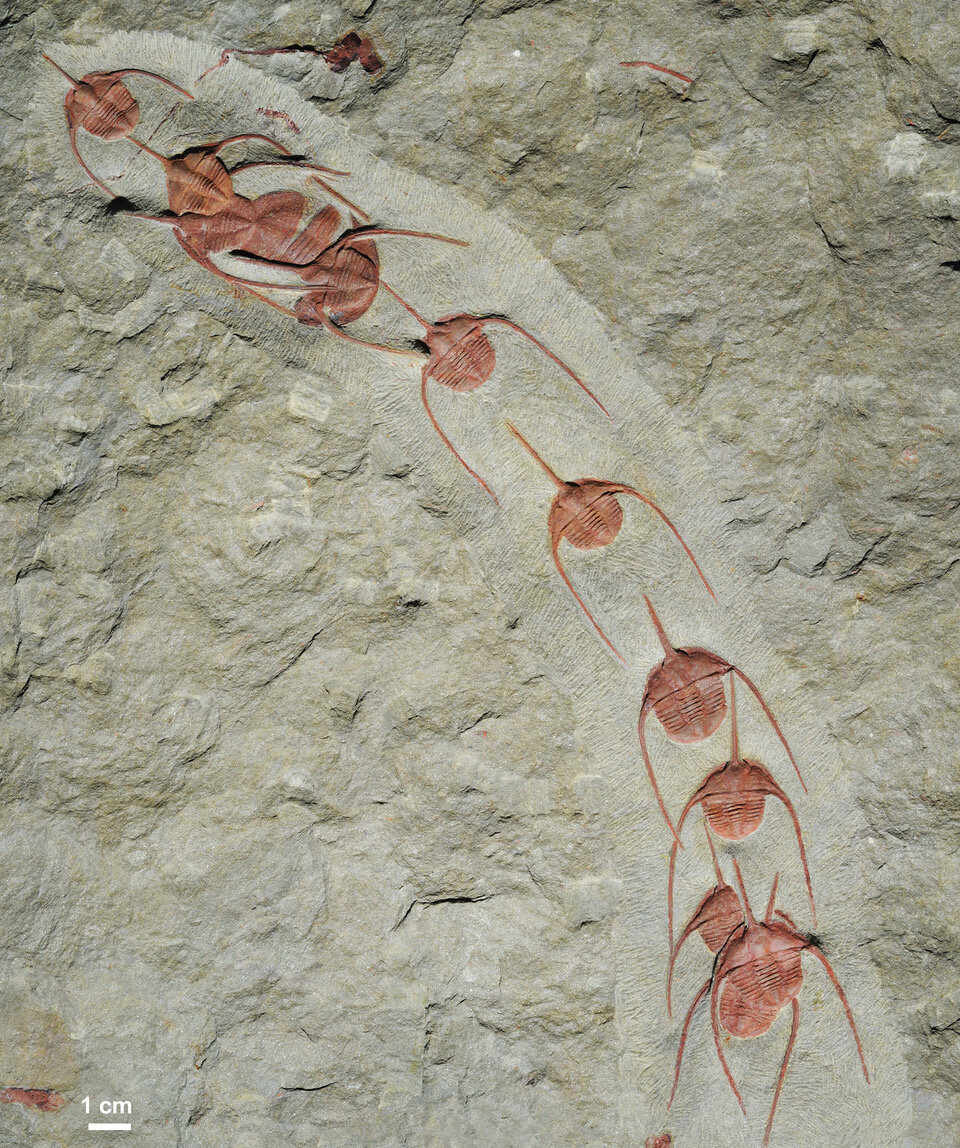 Ampyx priscus