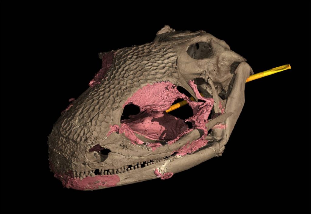 Imagen de tomografía computarizada 3D del cráneo del espécimen adulto de Y. perettii. / Edward Stanley/Florida Museum of Natural History/VGStudioMax3.4