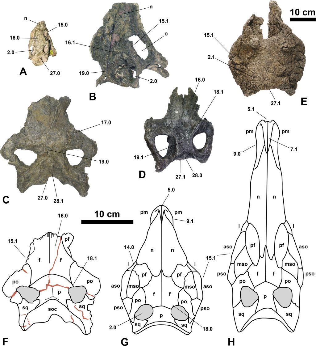 SINC-Estegosaurio-Teruel-01