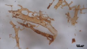 Hemoglobina-Dinosaurio