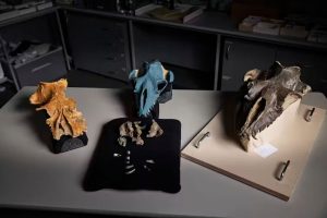 PequenasBallenas