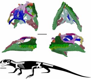 SINC-Agriodontosaurus_helsbypetrae-02