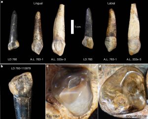 ScienceDaily-EvoHumana-Etiopia-01