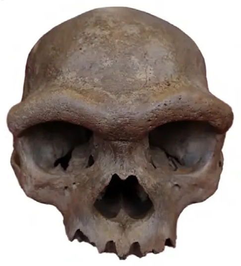 Denisovanos-Jomon-01