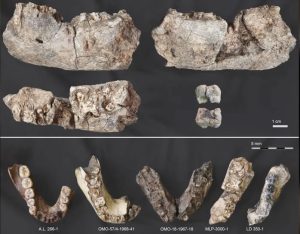 Múltiples vistas de la nueva mandíbula de Paranthropus (MLP-3000-1) descubierta en Etiopía (arriba); comparaciones de la nueva mandíbula con especímenes previamente descubiertos (abajo). (Crédito de la imagen: Grupo de Investigación Alemseged)