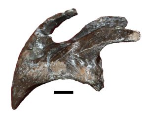 NHM-Ceratopsidos-00